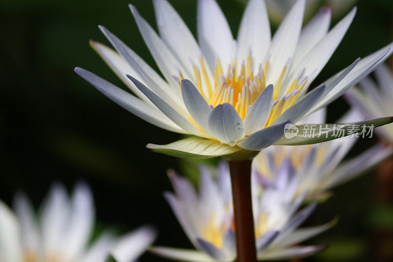 热带睡莲(nymphaea x daubenyana)的白色星形花图像